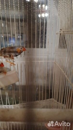 Птицы амадины