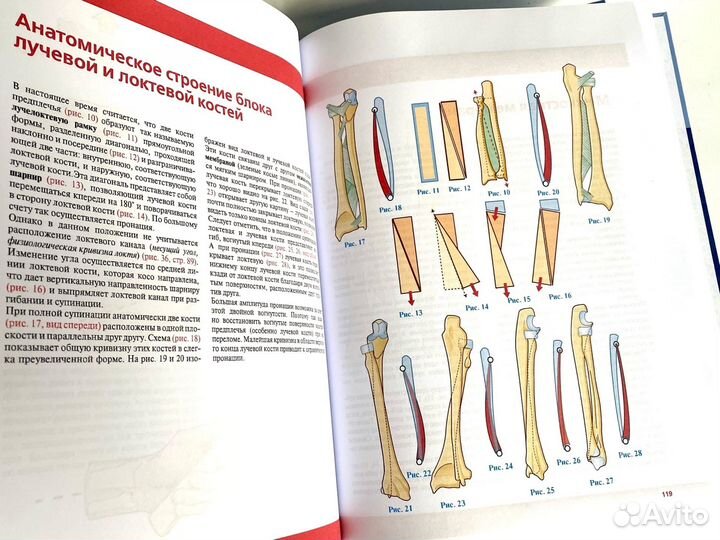 Физиология суставов/Функциональная анатомия