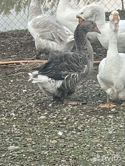 Тулузские гуси