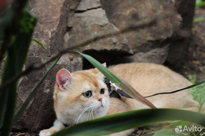 Вязка. Британская шиншилла ny12 кот