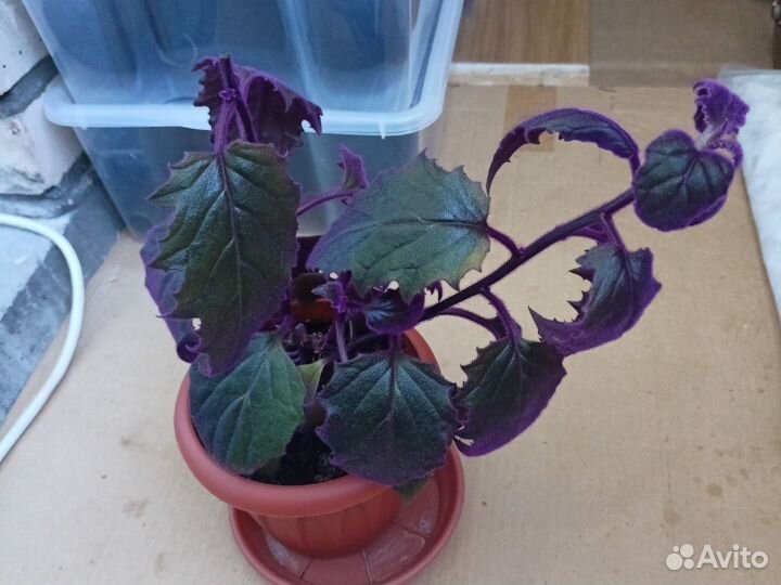 Продам цветы комнатные