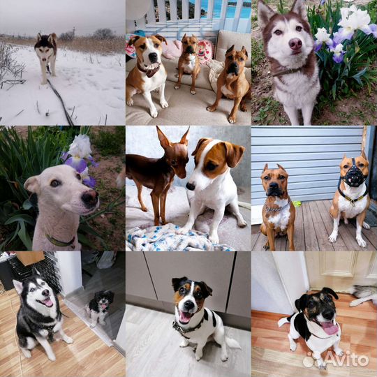 Передержка собак