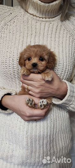 Щенки мальтипу ф1 большой выбор