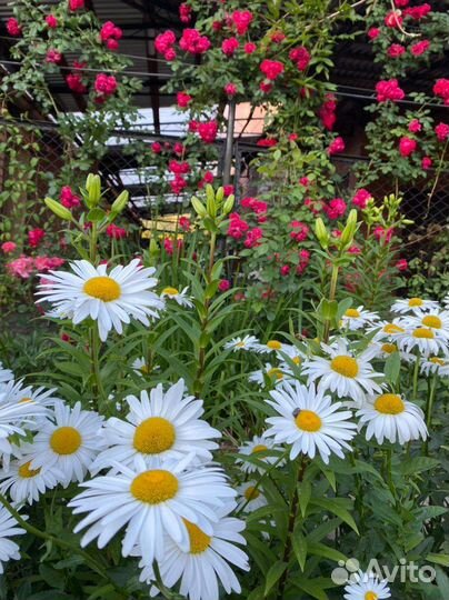 Ромашка крупная высокая саженцы