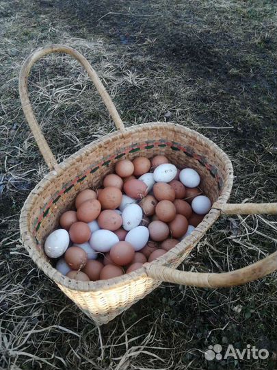 Домашние куриные яйца