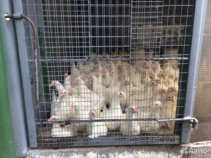 Куры молодка