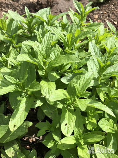 Мята двух сортов