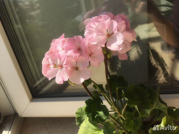 Пеларгония герань сортовая