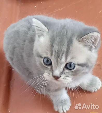 Шотландцы скотиш страйт