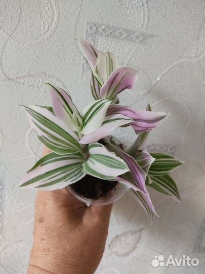 Традесканция триколор