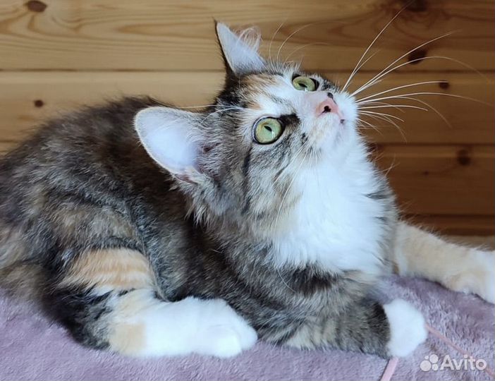 Кошки