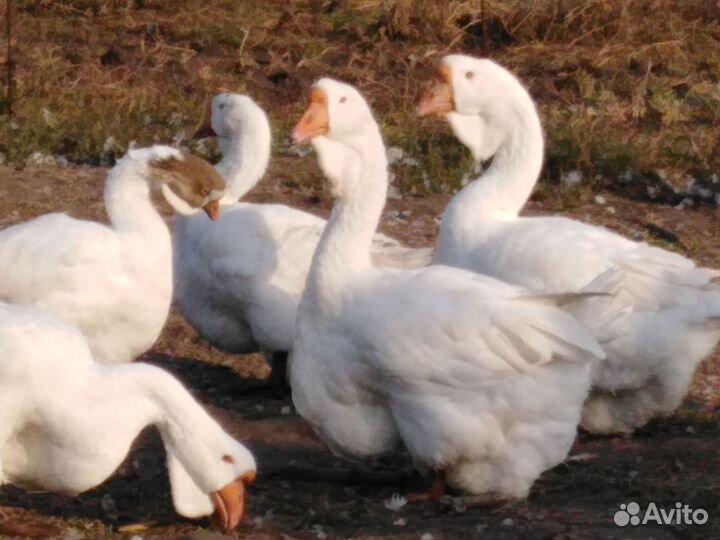 Холмогорские гуси