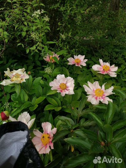 Пион Golden Frolic