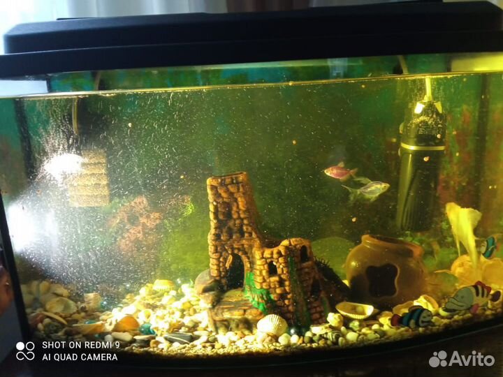 Аквариум с рыбками