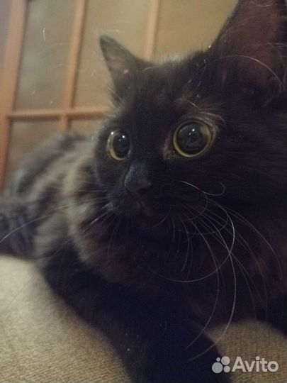 Чёрные котята ищут новый дом