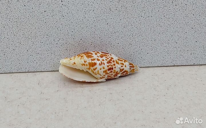 Митра Папалис 6,1 морская ракушка раковина