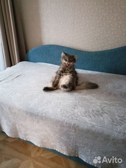 Пристрою трудовую книжку