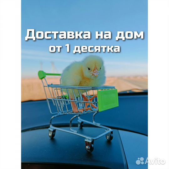 Кобб500 цыплята бройлера в ст. Елизаветинской