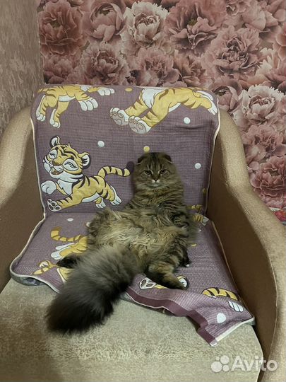 Шотландский кот вязка