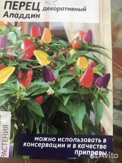 Перец комнатный острый