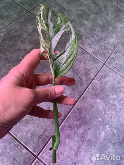 Филодендрон и др