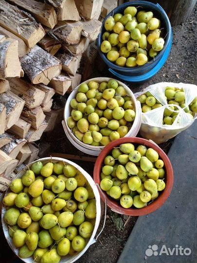 Груша Северянка