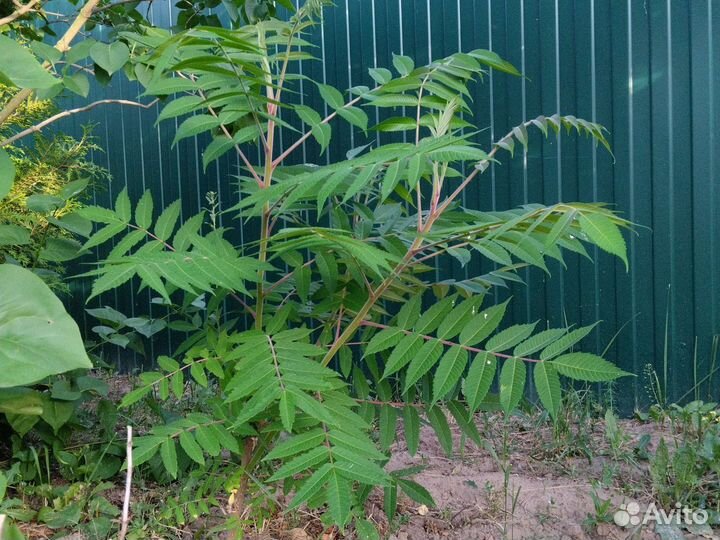 Саженцы сумах оленерогий