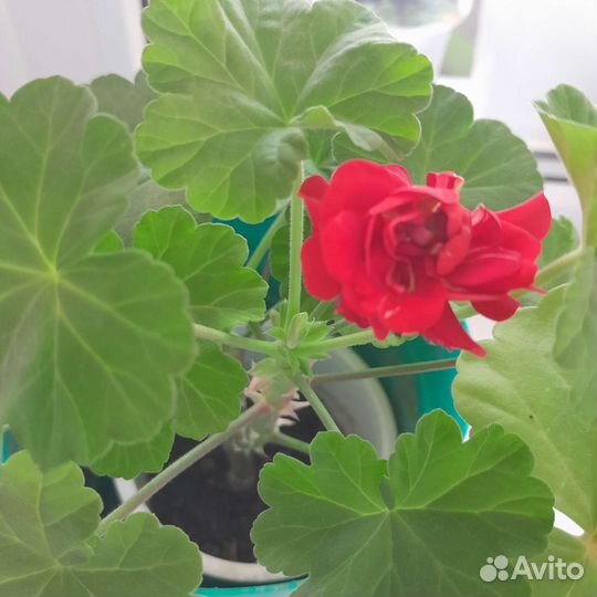 Герань сортовая