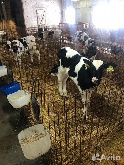 Бычки и телята