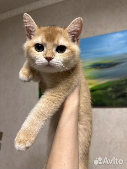 Кошка Британская золотая шиншилла