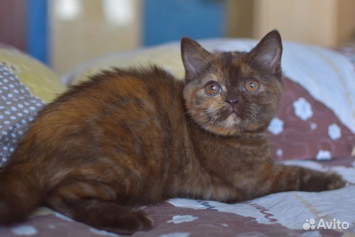 Британские котята