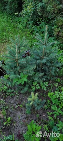 Ель голубая