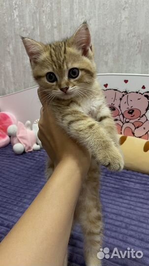 Котята золотая шиншилла