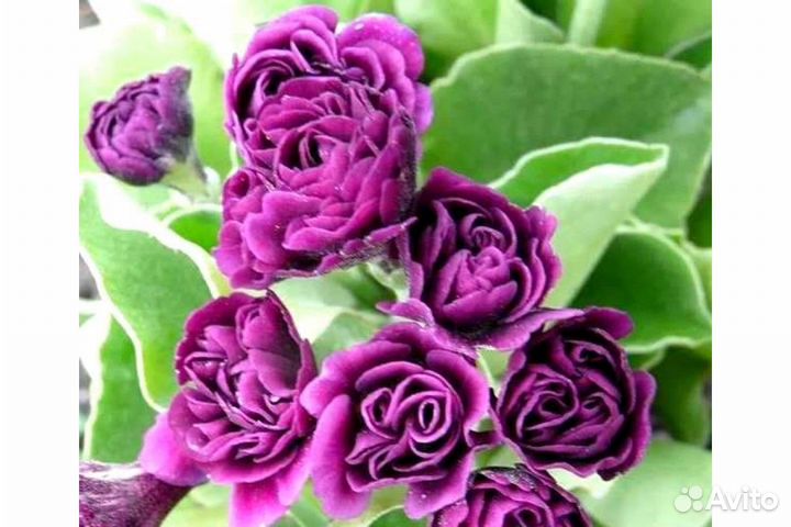 Примула ушковая, нивянник, флоксы, хризантема