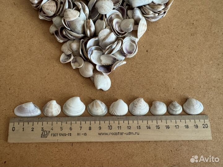 Морские ракушки мелкие 700+