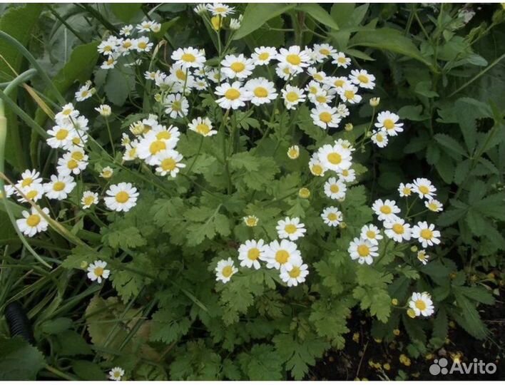 Ромашка матрикария (или танацетум) садовые цветы