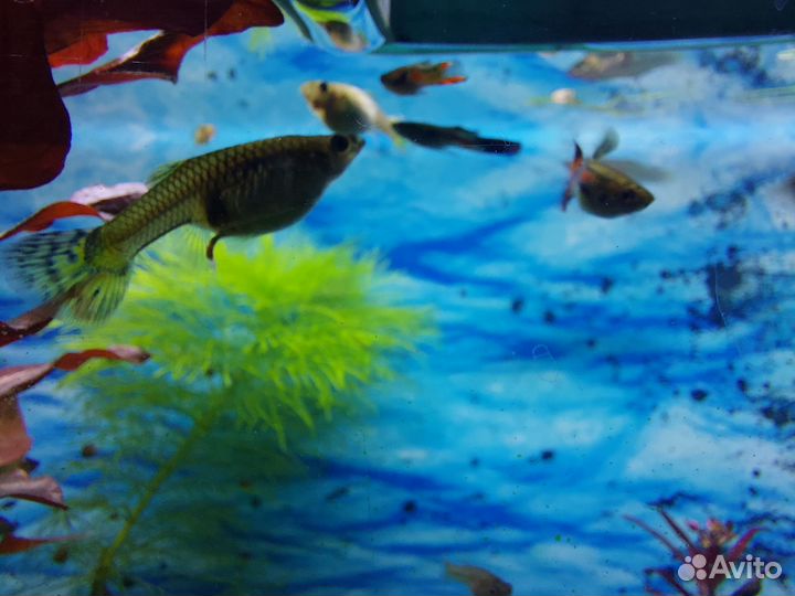 Гуппи, сомики анциструсы, улитки ампулярии