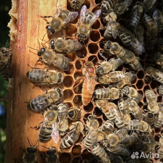 Матки плодные Карника Бакфаст
