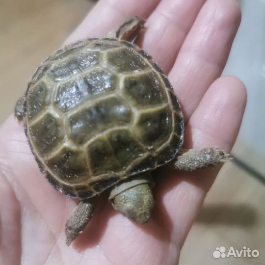 Черепаха сухопутная маленькая