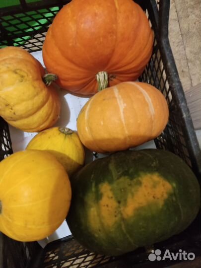 Тыквы цена за кг