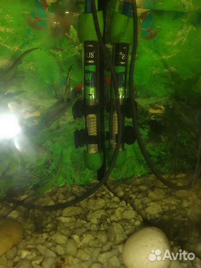 Аквариумные рыбки