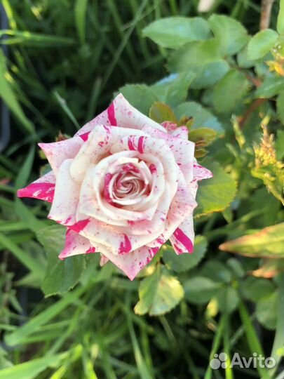 Саженцы роз спрей