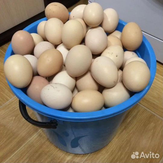 Домашние куриные яйца