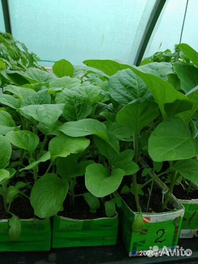 Томаты.Рассада (помидоры, перец, баклажаны)
