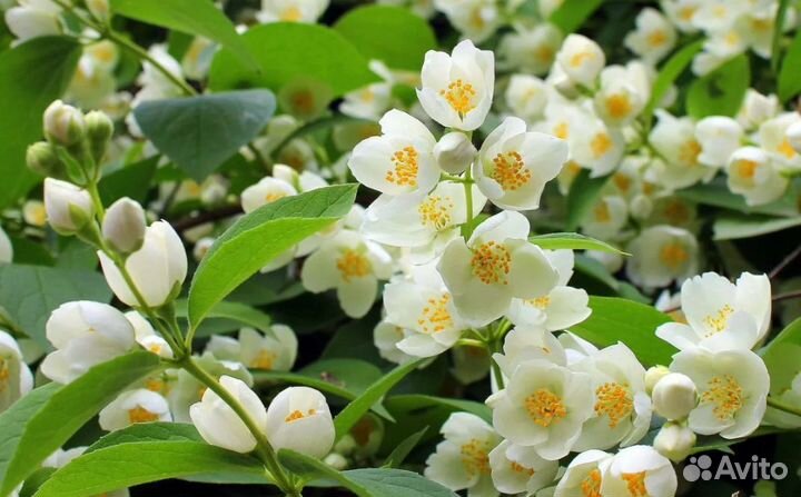 Саженцы жасмина