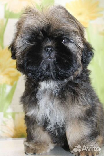 Мальчик ши тцу