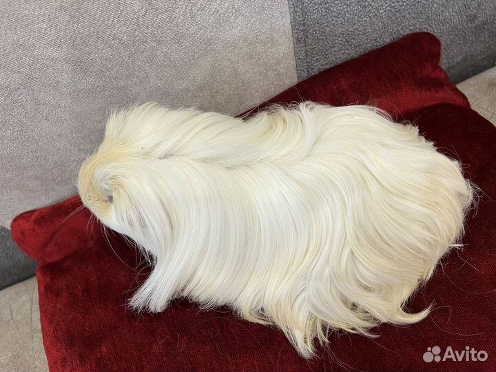 Морская свинка шелти, мальчик