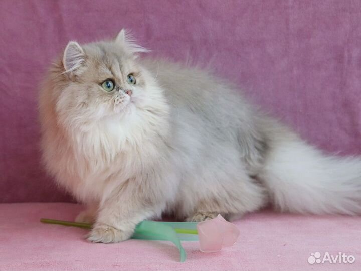 Золотистые британцы