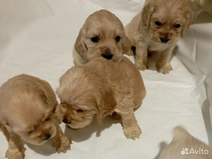 Собаки кокер спаниель