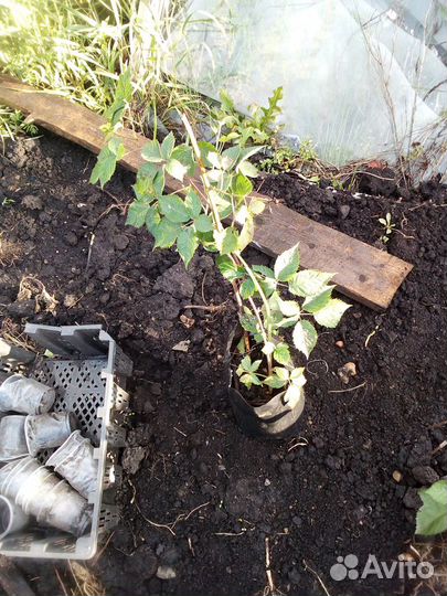 Саженцы Ежевики